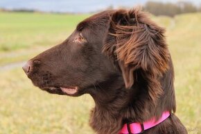 Flat coated retriever s PP