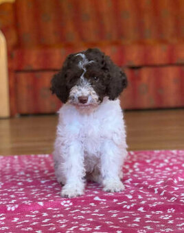 LAGOTTO ROMAGNOLO STENIATKA