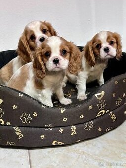 Cavalier King Charles Spaniel,cavalier