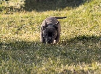 American Bully micro