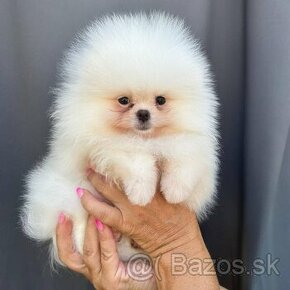 Pomeranian s PP