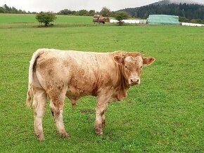 Predám bykov mäsoveho plemená charolais