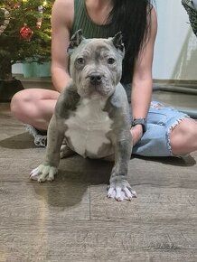 American bully xl