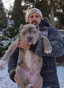 American bully xl