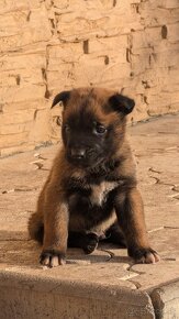 Belgický ovčiak malinois