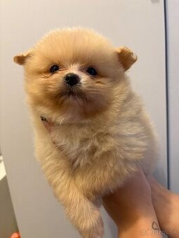 Pomeranian,pomerian