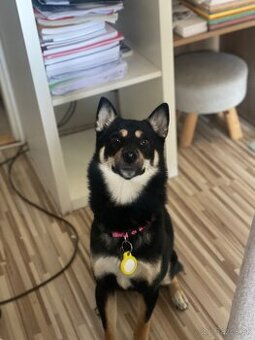 Darujem shiba inu