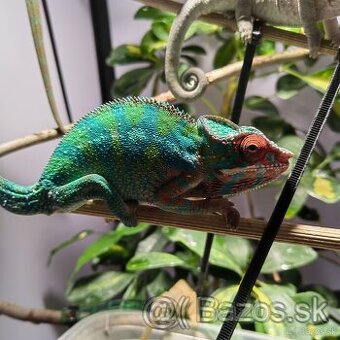 Chameleon pardalis