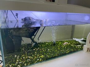 Akvárium s korytnačkami