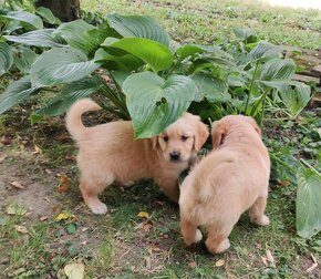 Zlatý retriever