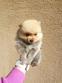 Pomeranian