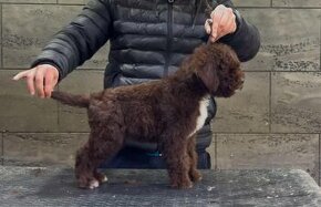 Lagotto romagnolo šteniatko