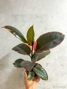 Ficus elastica - BELIZE