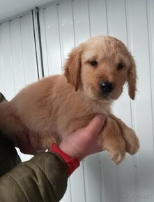 Zlaty retriever