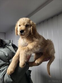 Zlaty retriever