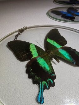 Motýľ Papilio blumei