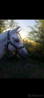 Predám športového ponyho