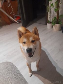 Darujem Shiba-inu ,psík