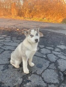 Šteniatko sibírsky husky fenka