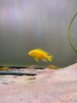 Labidochromis albino yellow - 1