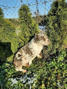 American bully pocket