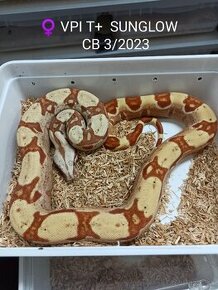 Boa Constrictor VPI T+