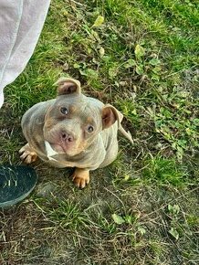 American Bully Pocket