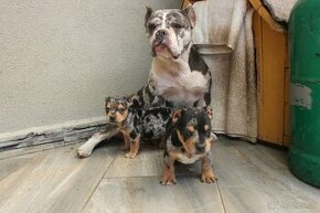 American bully pocket X