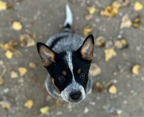 Austrálsky dobytkársky pes / Australian cattle dog