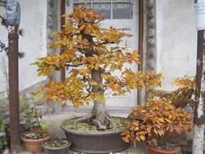 bonsai,bonsaj-hrab 2