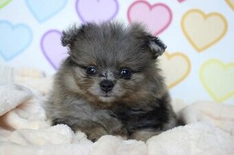 Pomeranian psik s PP