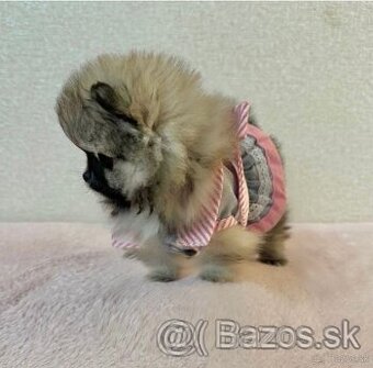 Pomeranian mini dievčatko