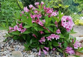 Weigela pink poppet - 1