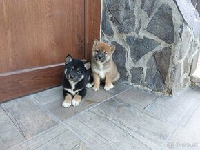 shiba inu