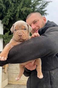 American bully xl, pitbull xxl