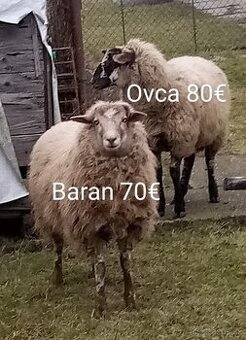 Predám ovce