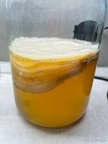 Kombucha huba SCOBY