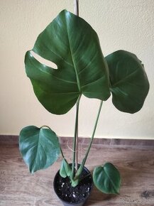 MONSTERA DELICIOSA