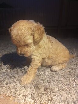 Maltipoo  fenka