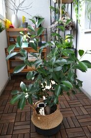 Ficus ginseng 10-15 cm - 1