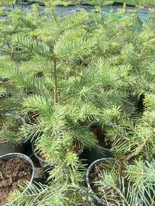 Jedla srienista-Abies concolor