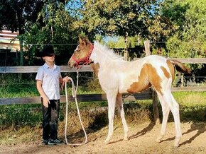 American Paint Horse