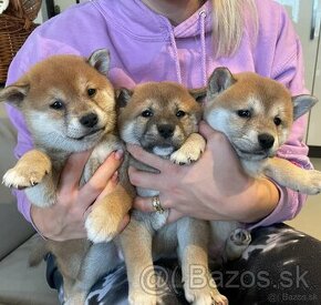 Shiba inu