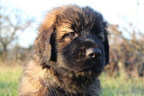 Leonberger - štěňata