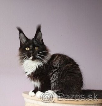 Maine Coon s PP