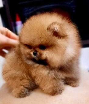 Pomeranian mini