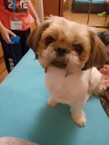 SHIH TZU