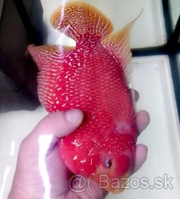 Flowerhorn