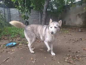 Darujem fenku sibirsky husky