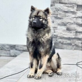 Eurasier s PP na predaj - 1